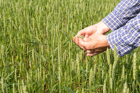 A male farmer checks the quality of the sown wheat on a sunny summer day, summer field work, a field...