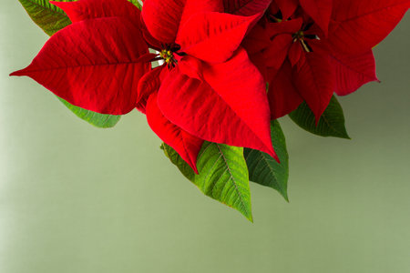 Beautiful Christmas Poinsettia flower closeup on olive background, Merry Christmas and Happy New Year conceptの写真素材