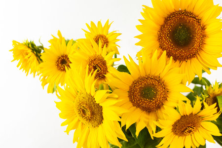 Summer rustic bouquet close up on a white background, bright juicy decorative sunflowersの写真素材
