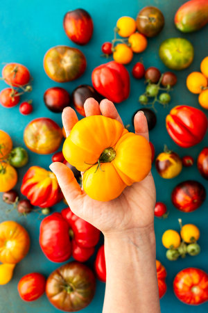 Multi-colored bright ripe tomatoes on an emerald green background, close-up of a woman's hand holding a yellow tomato, summer harvest from the garden, top viewの写真素材