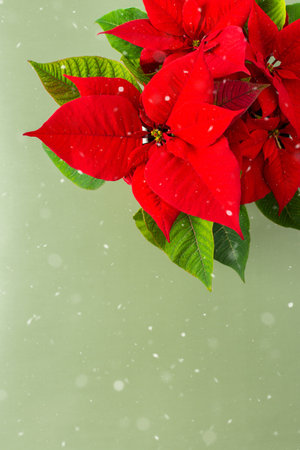 Beautiful Christmas Poinsettia flower closeup on olive background with snow, Merry Christmas and Happy New Year conceptの写真素材