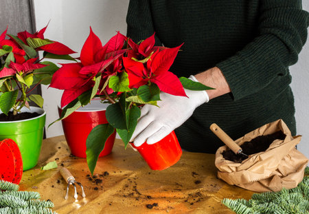 Transplanting Poinsettia Christmas Flowers into red and green pots, man transplanting flowers, home decoration at Christmas,Merry Christmas Conceptの写真素材