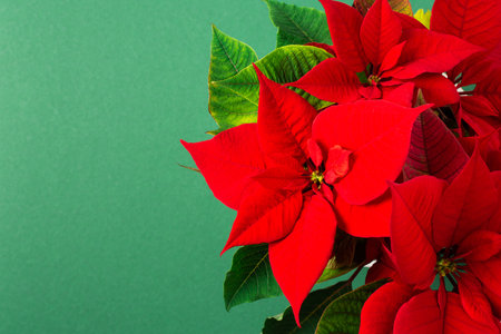Beautiful Christmas Poinsettia flower closeup on a green background, Merry Christmas and Happy New Year conceptの写真素材
