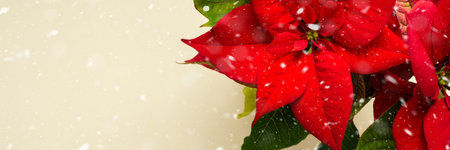 Beautiful Christmas Poinsettia flower closeup on natural background with snow, Merry Christmas and Happy New Year bannerの写真素材