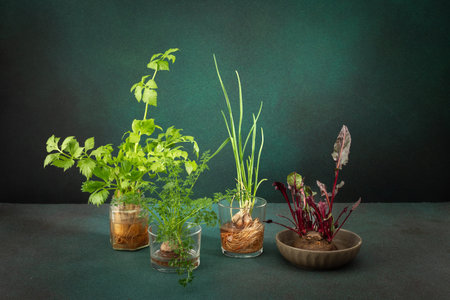 Growing from organic waste, sprouting carrots and beets at home, onions and celery and garlic,...