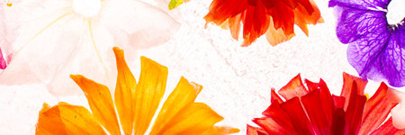 Summer banner of frozen flowers in ice, geraniums and petunias, mint and zinniasの写真素材