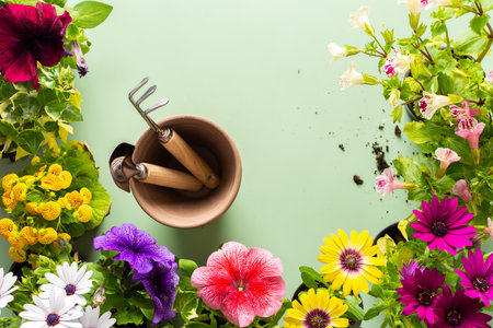 Spring decoration of a home balcony or terrace with flowers, Osteospermum and Calceolaria, Mimulus and Petunia on a green background, home gardening and hobbies, biophilic designの写真素材
