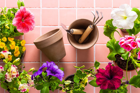 Spring decoration of a home balcony or terrace with flowers, geranium and petunias and ivy with spatula and rake and pots on pink tile background, home gardening and hobbies, biophilic designの写真素材