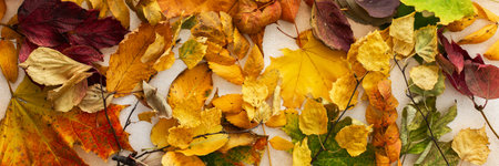 Autumn time, background of various fallen leaves, banner
