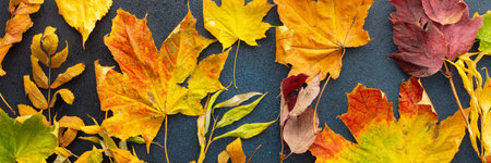 Autumn time, various fallen leaves on a dark blue background, banner