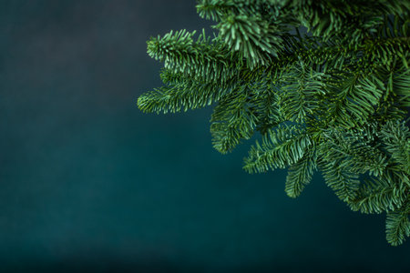 Fir branches close-up on a green background, Christmas background, copy spaceの写真素材