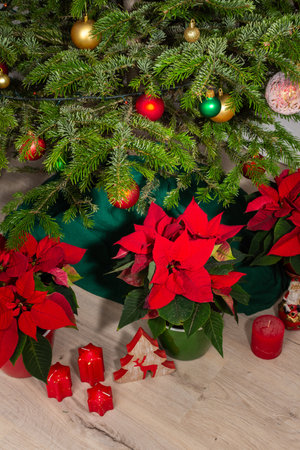 Bright red Poinsettia flowers under a decorated holiday tree, Merry Christmas conceptの写真素材