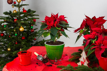 Transplanting Poinsettia flowers into new pots, Merry Christmas concept, Poinsettia flowers on the table next to the decorated Christmas treeの写真素材