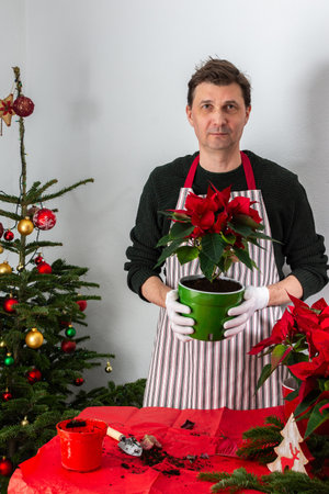 A man at home near a festively decorated Christmas tree transplants Poinsettia flowers into a new potの写真素材