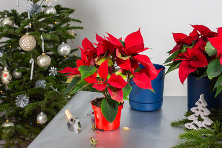 Transplanting Poinsettia flowers into new pots, Merry Christmas concept, Poinsettia flowers on the table next to the decorated Christmas treeの写真素材