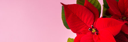 Beautiful Christmas Poinsettia flower closeup on a pink background, Merry Christmas and Happy New Year bannerの写真素材