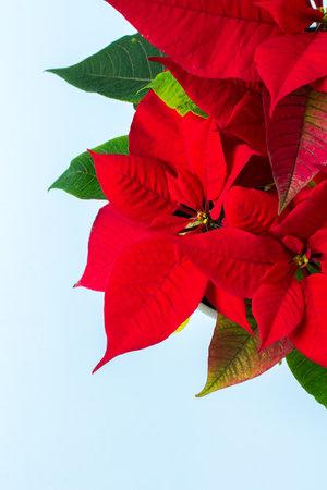 Beautiful Christmas Poinsettia flower closeup on a blue background, Merry Christmas and Happy New Year conceptの写真素材