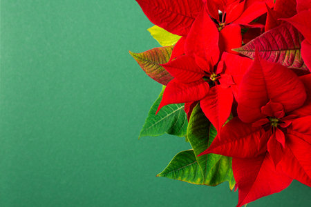 Beautiful Christmas Poinsettia flower closeup on a green background, Merry Christmas and Happy New Year conceptの写真素材