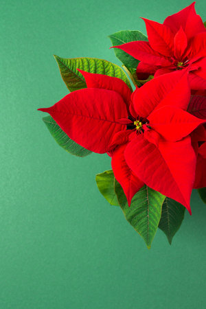 Beautiful Christmas Poinsettia flower closeup on a green background, Merry Christmas and Happy New Year conceptの写真素材