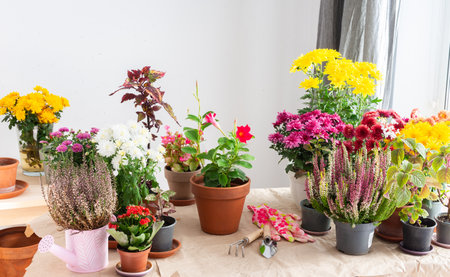 Planting fall flowers like chrysanthemums and heather and other in pots to brighten your balcony and terrace, adding seasonal color and warmth to your home is outdoor spaceの写真素材