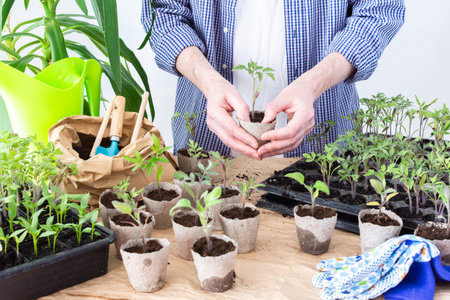 Pricking out, a man transplants young tomato and pepper seedlings into eco pots, transplanting seedlings from plastic containers into peat pots, preparing for spring planting in the groundの写真素材