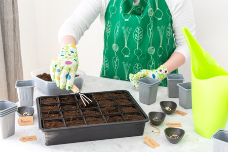 Seedlings being planted in plastic containers with soil, preparation for spring work in the gardenの写真素材