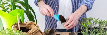 Pricking out, a man transplants young tomato and pepper seedlings into eco pots, transplanting seedlings from plastic containers into peat pots, preparing for spring planting in the ground, bannerの写真素材