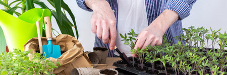 Pricking out, a man transplants young tomato and pepper seedlings into eco pots, transplanting seedlings from plastic containers into peat pots, preparing for spring planting in the ground, bannerの写真素材