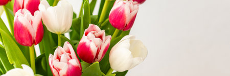 Beautiful spring bouquet of pink and white tulips close up, birthday or March 8th or mother's day concept, bannerの写真素材
