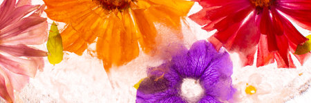 Summer banner of frozen flowers in ice, geraniums and petunias, mint and zinniasの写真素材