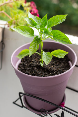 Enjoy homegrown, pesticide-free vegetables by cultivating peppers and other crops in containers on your apartment balcony or terrace, promoting a healthy and eco-friendly lifestyleの写真素材