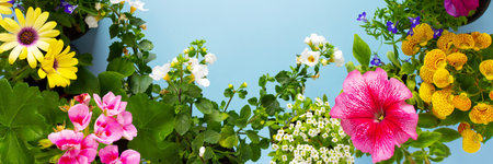 Spring decoration of a home balcony or terrace with flowers banner, Lobelia and Alyssum, Bacopa and Petunia, Geranium and Osteospermum on a blue background, home gardening and hobbiesの写真素材