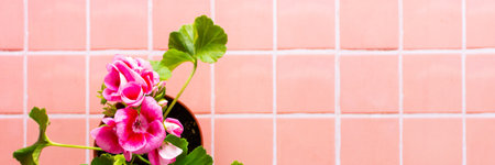 Spring decoration of a home balcony or terrace with flowers banner, pink geranium flower on pink tile background, home gardening and hobbies, biophilic designの写真素材