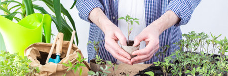 Pricking out, a man transplants young tomato and pepper seedlings into eco pots, transplanting seedlings from plastic containers into peat pots, preparing for spring planting in the ground, bannerの写真素材