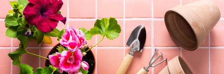 Spring decoration of a home balcony or terrace with flowers banner, pink geranium flower and petunias with spatula and rake on pink tile background, home gardening and hobbies, biophilic designの写真素材