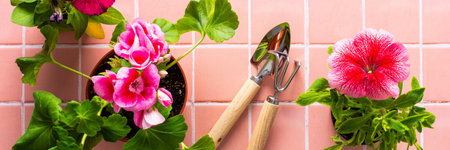Spring decoration of a home balcony or terrace with flowers banner, pink geranium flower and petunias with spatula and rake on pink tile background, home gardening and hobbies, biophilic designの写真素材