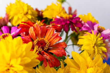 Enhance your home with a lively summer bouquet of Zinnia and Rudbeckia Goldquelle, offering a freshの写真素材