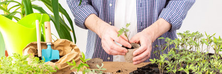 Pricking out, a man transplants young tomato and pepper seedlings into eco pots, transplanting seedlings from plastic containers into peat pots, preparing for spring planting in the ground, bannerの写真素材