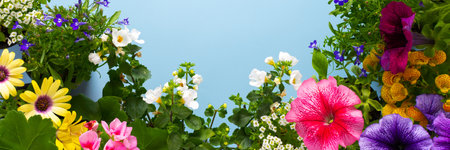 Spring decoration of a home balcony or terrace with flowers banner, Lobelia and Alyssum, Bacopa and Petunia, Geranium and Osteospermum on a blue background, home gardening and hobbiesの写真素材