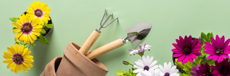 Spring decoration of a home balcony or terrace with flowers banner, colorful Osteospermum with rake and garden shovel and pots on a green background, home gardening and hobbies, biophilic designの写真素材