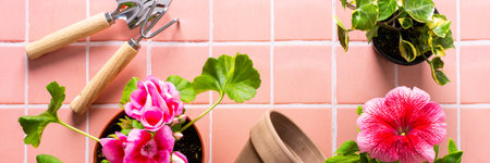 Spring decoration of a home balcony or terrace with flowers banner, geranium flower and petunias and ivy with spatula and rake and pot on pink tile background, home gardening and hobbies, biophilicの写真素材