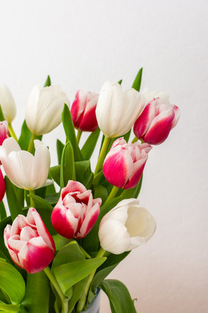 Beautiful spring bouquet of pink and white tulips close up, birthday or March 8th or mother's day conceptの写真素材