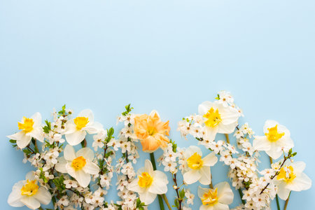 Festive background with spring flowers, white daffodils and flowering cherry branches on a light blue pastel backgroundの写真素材