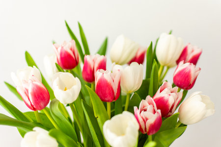 Beautiful spring bouquet of pink and white tulips close up, birthday or March 8th or mother's day conceptの写真素材