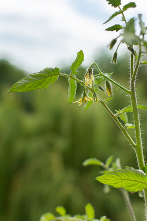 Embrace urban farming by growing fresh, nutritious vegetables like tomato on your balcony or terrace, with a close-up of vibrant foliage in a pot, ideal for small-space gardeningの写真素材