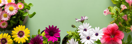 Spring decoration of a home balcony or terrace with flowers banner, Osteospermum and Calceolaria, Mimulus and Petunia on a green background, home gardening and hobbies, biophilic designの写真素材
