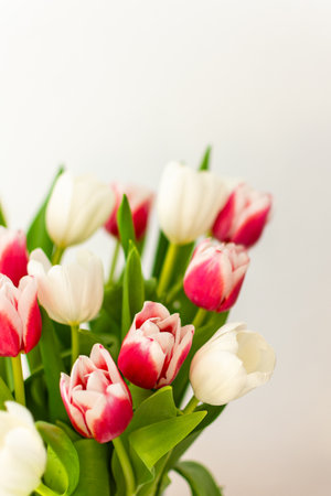 Beautiful spring bouquet of pink and white tulips close up, birthday or March 8th or mother's day conceptの写真素材