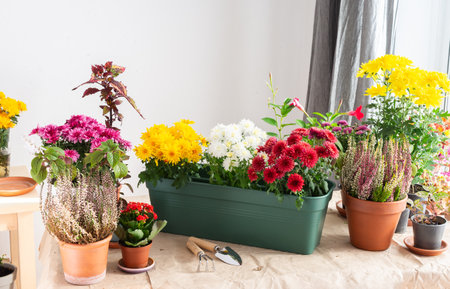 Planting chrysanthemums, heather, and other fall flowers in pots adds natural beauty to your balcony or terrace, enhancing your outdoor decor for the seasonの写真素材