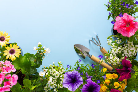 Spring decoration of a home balcony or terrace with flowers, Lobelia and Alyssum, Bacopa and Petunia, Geranium and Osteospermum on a blue background, home gardening and hobbiesの写真素材