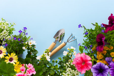 Spring decoration of a home balcony or terrace with flowers, Lobelia and Alyssum, Bacopa and Petunia, Geranium and Osteospermum on a blue background, home gardening and hobbiesの写真素材